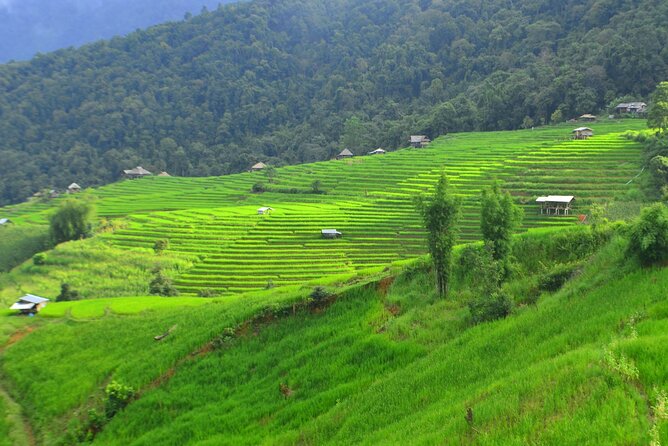 Two Days Pa Pong Piang - Why Pa Pong Piang feels calmer than the usual Chiang Mai stops