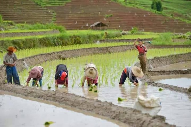 Wow! Doi Inthanon National Park Adventure, Lunch & Entry Included - Thailand’s highest point with a short nature walk