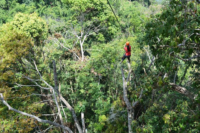 Zipline Adventure at Skyline Jungle Luge Chiang Mai - Nature trail walk and plant and animal tips from your guide